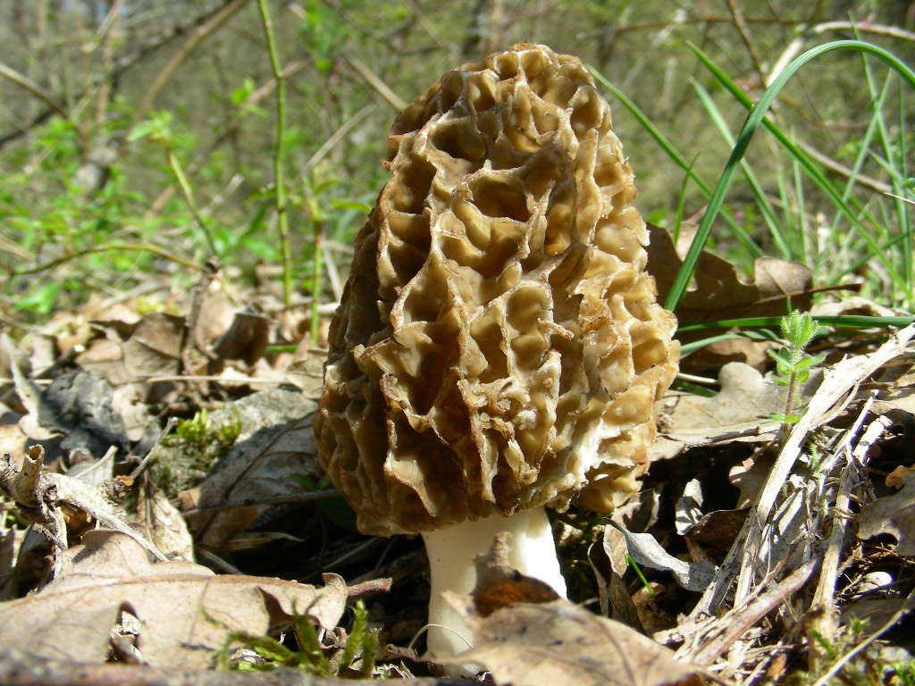 Funghi primaverili ...